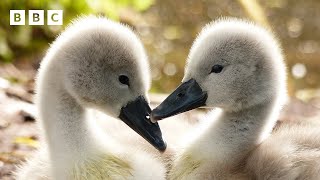 🔴 LIVE wildlife cameras 🦊 29 May 🌺 BBC Springwatch 2025