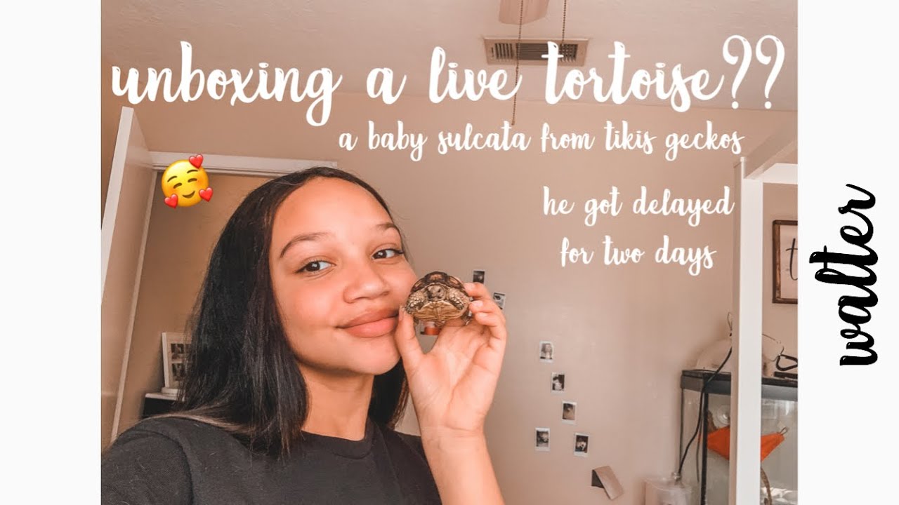 UNBOXING A SULCATA TORTOISE