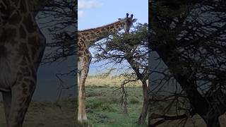 Maasai Giraffe browsing 🦒