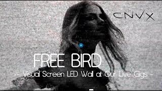 CNVX - Free Bird (Visual Screen LED Wall at Our Live Gigs)