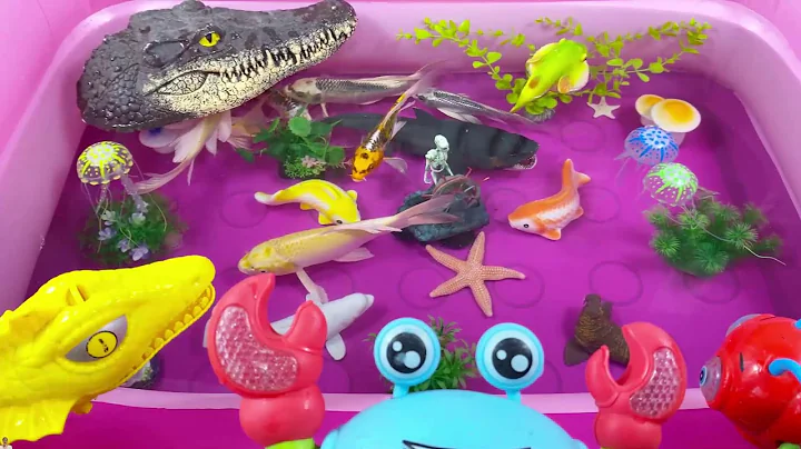 Let's explore what fish and sea creatures there are:sharks,jellyfish#goldfish#animals#viral videos