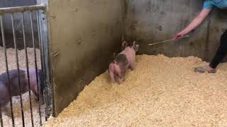 2-8 Cross Gilt