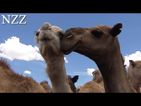 Video: Was ist das weibliche Geschlecht von Kamelen?