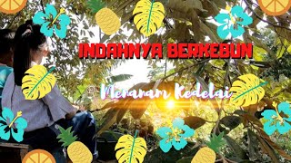 INDAHNYA BERKEBUN - TANAM KEDELAI