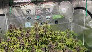 Inside the Captain's Quarters - Autoflowers AND Photoperiods!