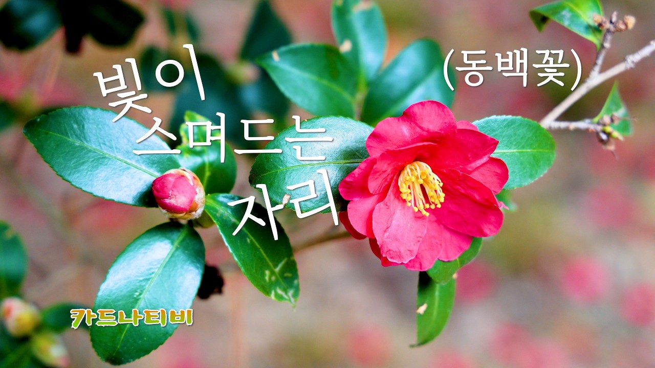 빛이 스며드는 자리    #동백꽃     #겨울     #붉은꽃     #동백나무