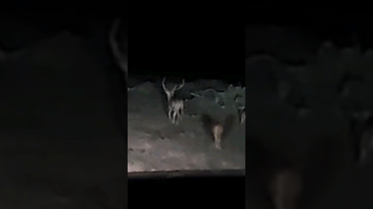 TEXAS free range GIANT AXIS BUCK 