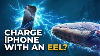 Can an Electric Eel Charge an iPhone