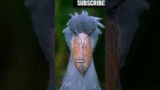 The human-sized African bird #Snappystories #Funfacts