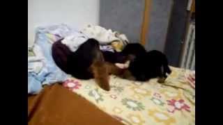 Naďa A Elegant Killer Z Of Slovakia Vineyard