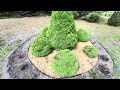 Ель канадская Коника, отличный вариант для вашего сада #дача #сад #garden #хвойные 