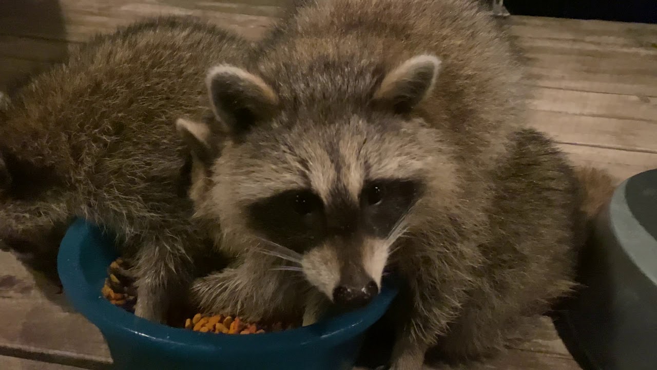 Friendly raccoon family - YouTube