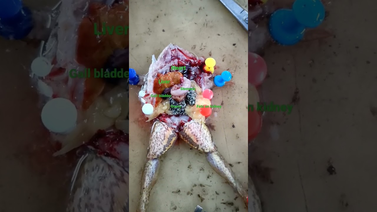 different internal Parts of frogs 🐸 | class 11th practical