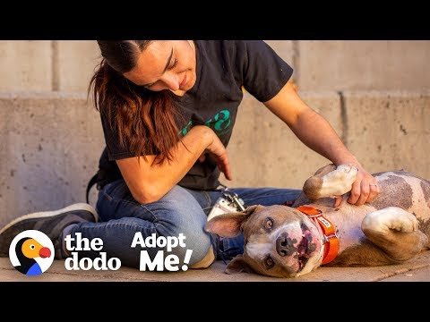terrified-neglected-dog-turns-super-sweet-|-the-dodo-adopt-me!