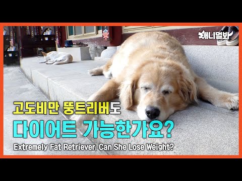 <strong>I’m</strong> <strong>Just</strong> A Fat Retriever