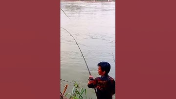 Câu Cá Sông Đồng Nai,Mòi Cám Đụng Cá Chim Lớn #172#Hoà Vlog 934.