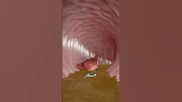 سر المادة الثمينة في أمعاء حوت العنبر 