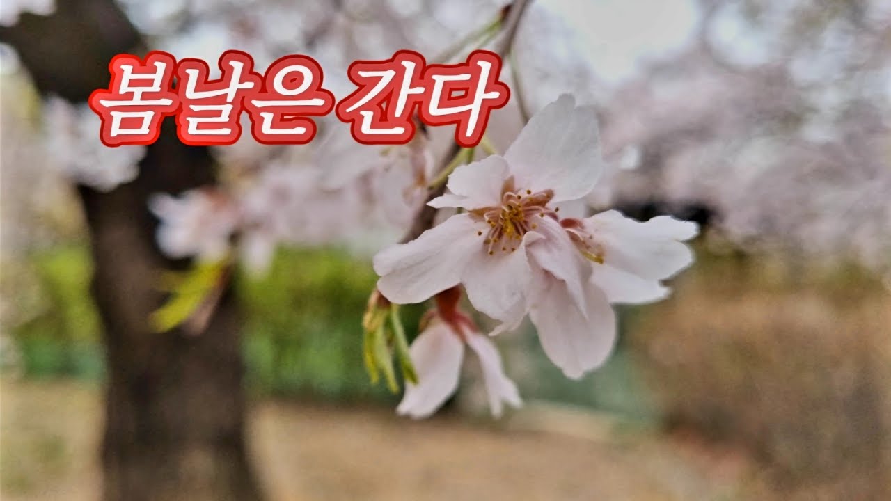 봄날은 간다 장사익 (가사 더보기에) YouTube