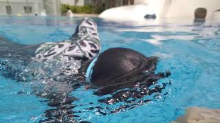 Learn To Swim Tutorial For Beginners Saigon Ho Chi Minh City