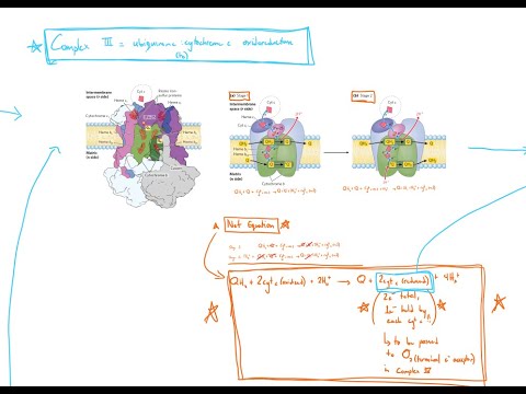 The Electron Transport Chain (ETC) & Oxidative Phosphorylation - YouTube