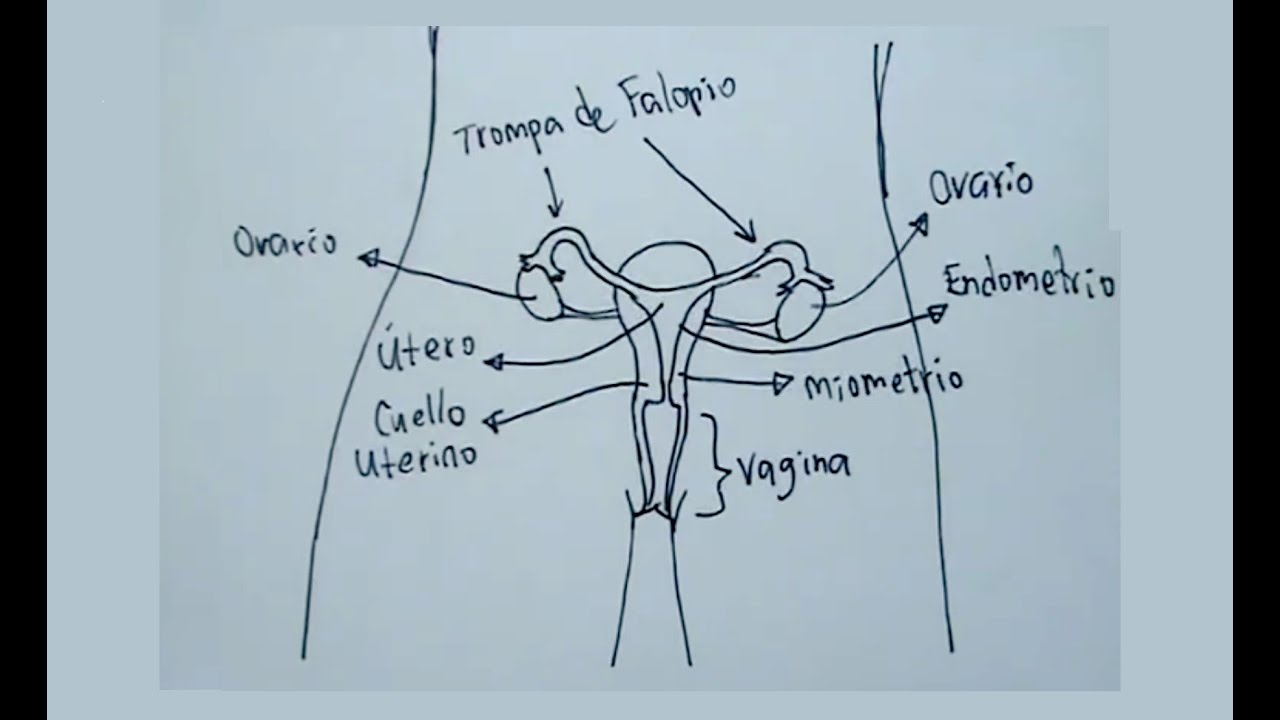 Dibujos del cuerpo humano 6/8- Cómo dibujar el aparato reproductor femenino  - Anatomía - thptnganamst.edu.vn