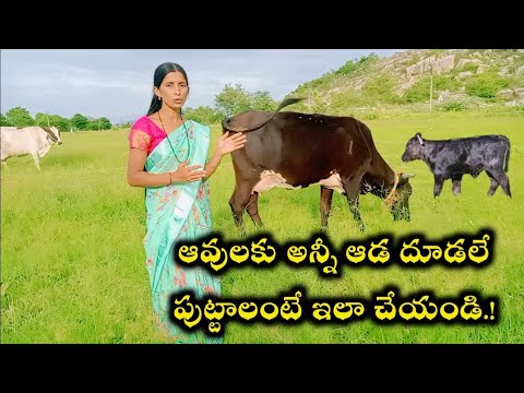 ఆవులకు అన్నీ ఆడ దూడలే పుట్టాలంటే ఇలా చేయండి.!How to get only female