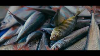 Community Impact: How Marine Protected Areas Are Bringing the Fish Back