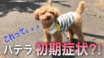 パテラ Youtube