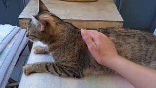 Cuddle time with a cat