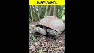 This animal is really super