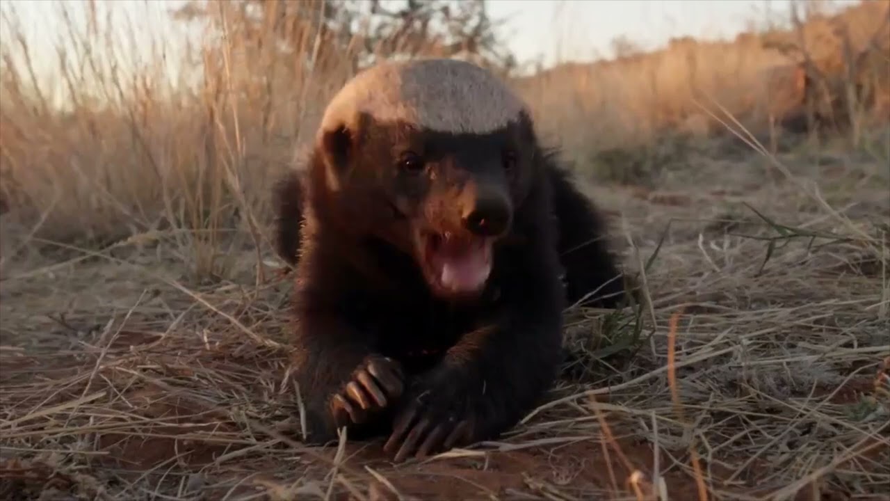 The Hunt [2015] - Honey Badger Screen Time