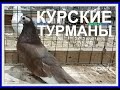 Курские турманы. pigeons of Kursk