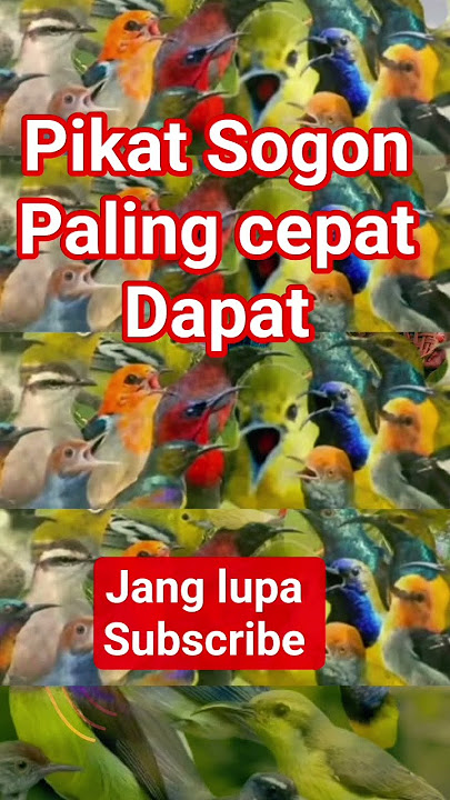 🔴Mp3.Pikat sogon sekali putar langsung panen🔴 #pikatsogokontong #pikatburcil #sogon #kicaumania
