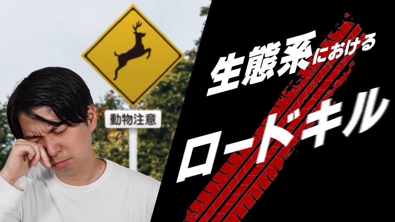 【タヌキ死にすぎ】動物が轢かれるデータがヤバい。生態系が心配になる【道路生態学1】#28