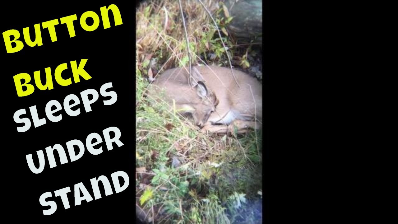 BUTTON BUCK TAKES A SNOOZE BY MY STAND 