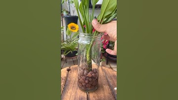 LECA propagation of Aglaonema | Chinese Evergreen. #aglonema #garden #houseplants #propagation