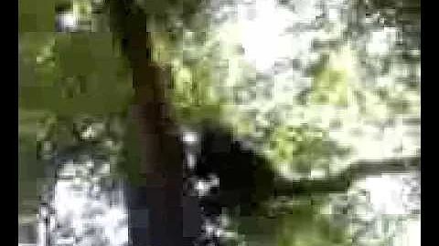 Bear in tree 1