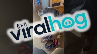 Pitbull Picks His Bandana || ViralHog