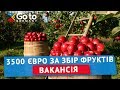 3500 евро за збір фруктів на фермі в НІмеччині | Робота для студентів