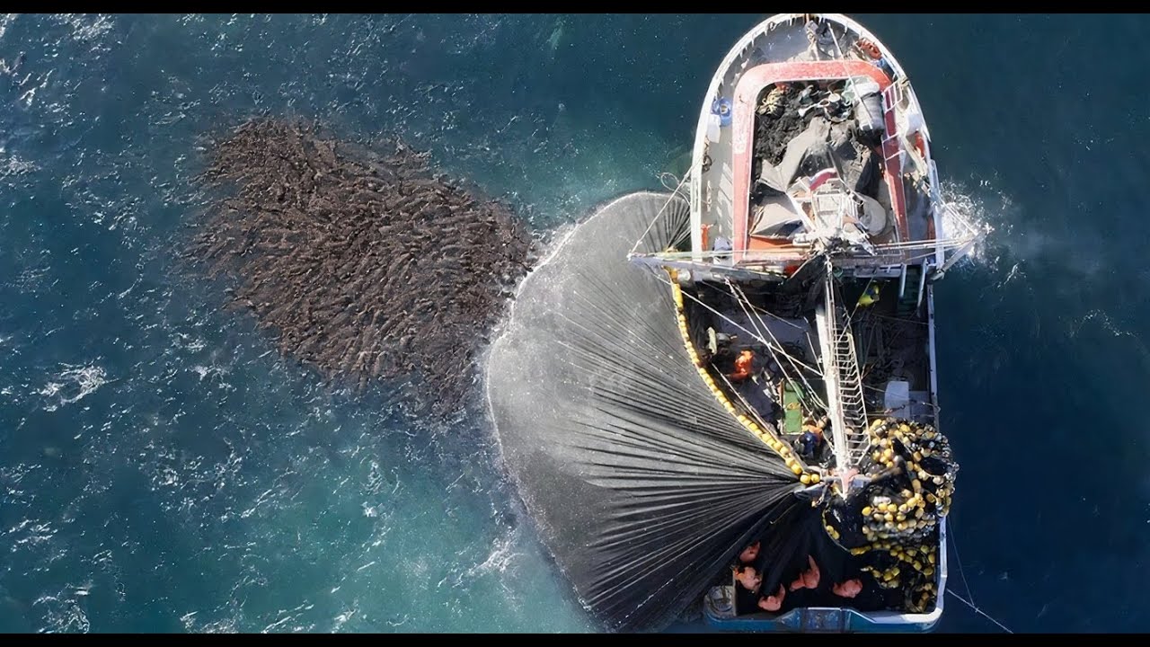 Невероятные Животные, Которые Вас Потрясут!