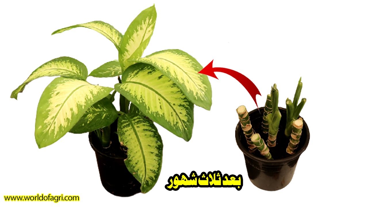 طريقة إكثار نبات ديفنباخيا | تسريع نمو نبات الدفنباخيا