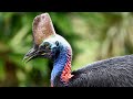 Cassowary Conservation Documentary (2020) - Saving the Dinosaur Bird: Replanting the Rainforest
