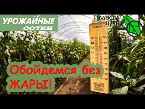 Видео: Растения в аномальную жару: чтобы растения выглядели лучше всех в аномальную жару