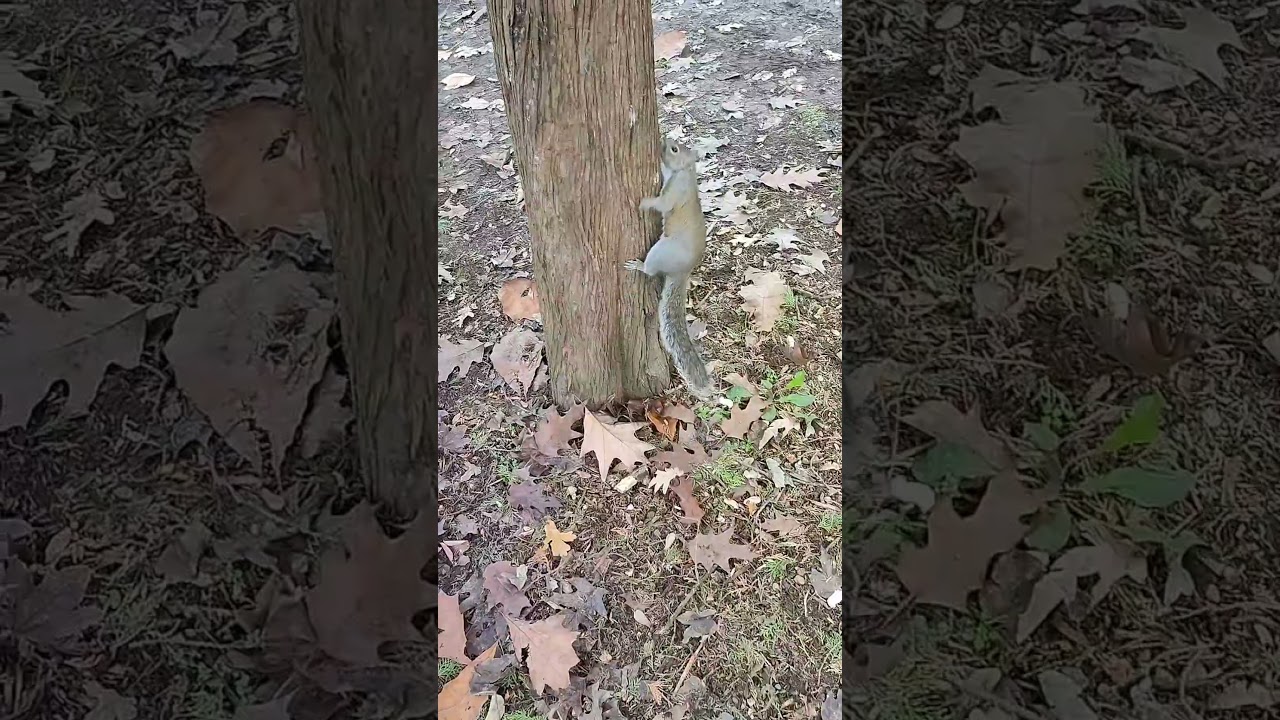 🐿️ Tiny Squirrel, Big Energy ⚡🌳