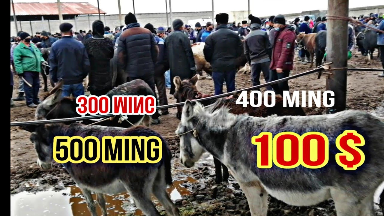 Samarqand Past'Darg'om Juma MOL Bozori Narxlari 14 11 2020