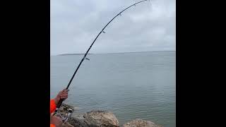 FRESHWATER DRUMS ARE EVERYWHERE! THIS IS NOT GOOD!!!