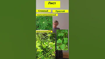 Биология * ЛИСТ 🍁 СЛОЖНЫЙ и 🍃 ПРОСТОЙ #цт2023 #подготовкакцт #урок #репетитор #цтбиология #биолог