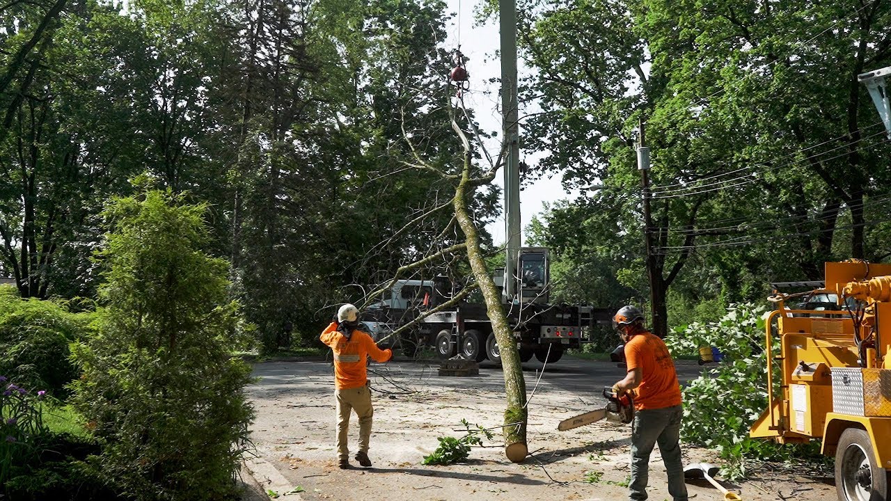 Pro Tree Services Aston, PA YouTube