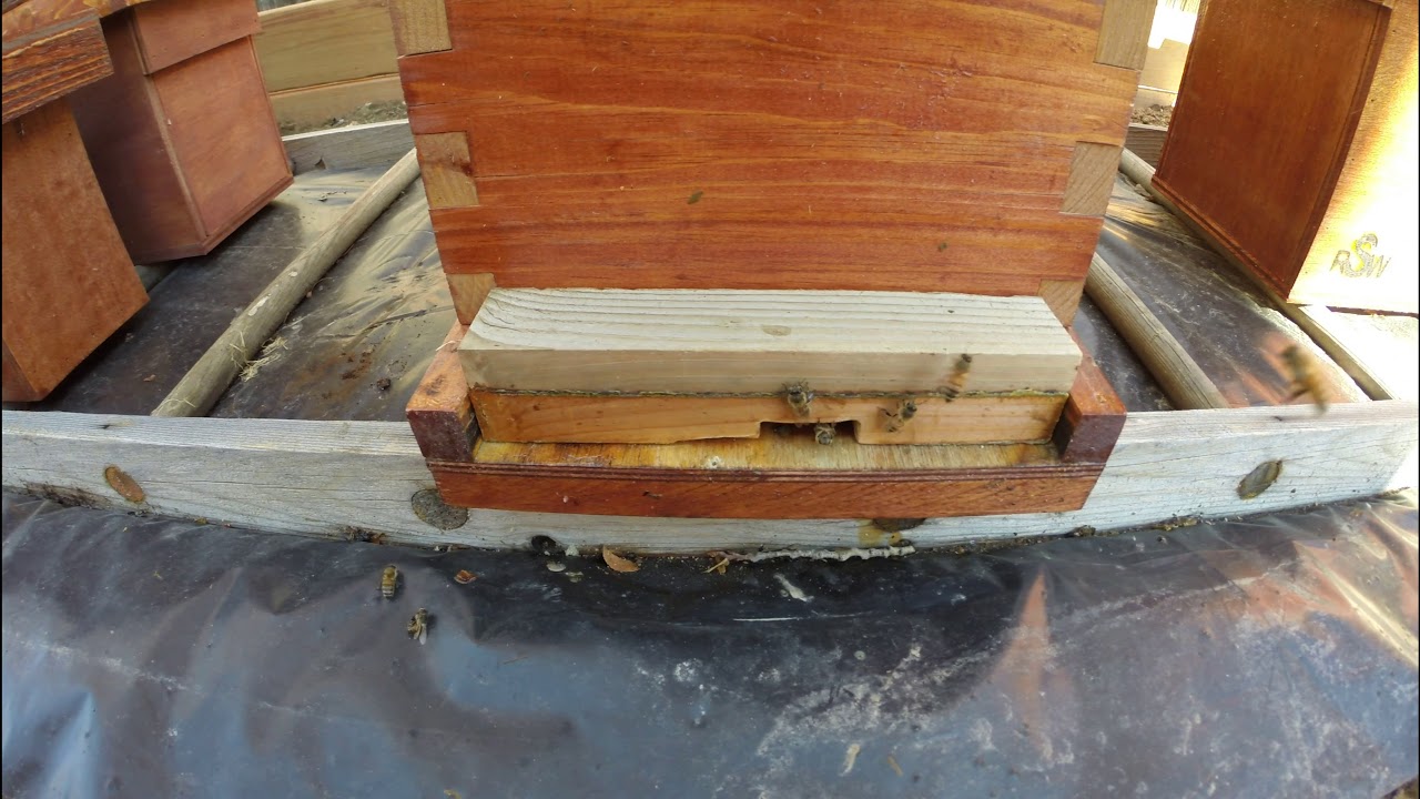 What are Guard Bees?