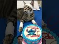 #aiandcats #kitten #animalintelligence #cute #birthday #cat #cake